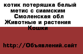 котик потеряшка белый метис с сиамским - Смоленская обл. Животные и растения » Кошки   